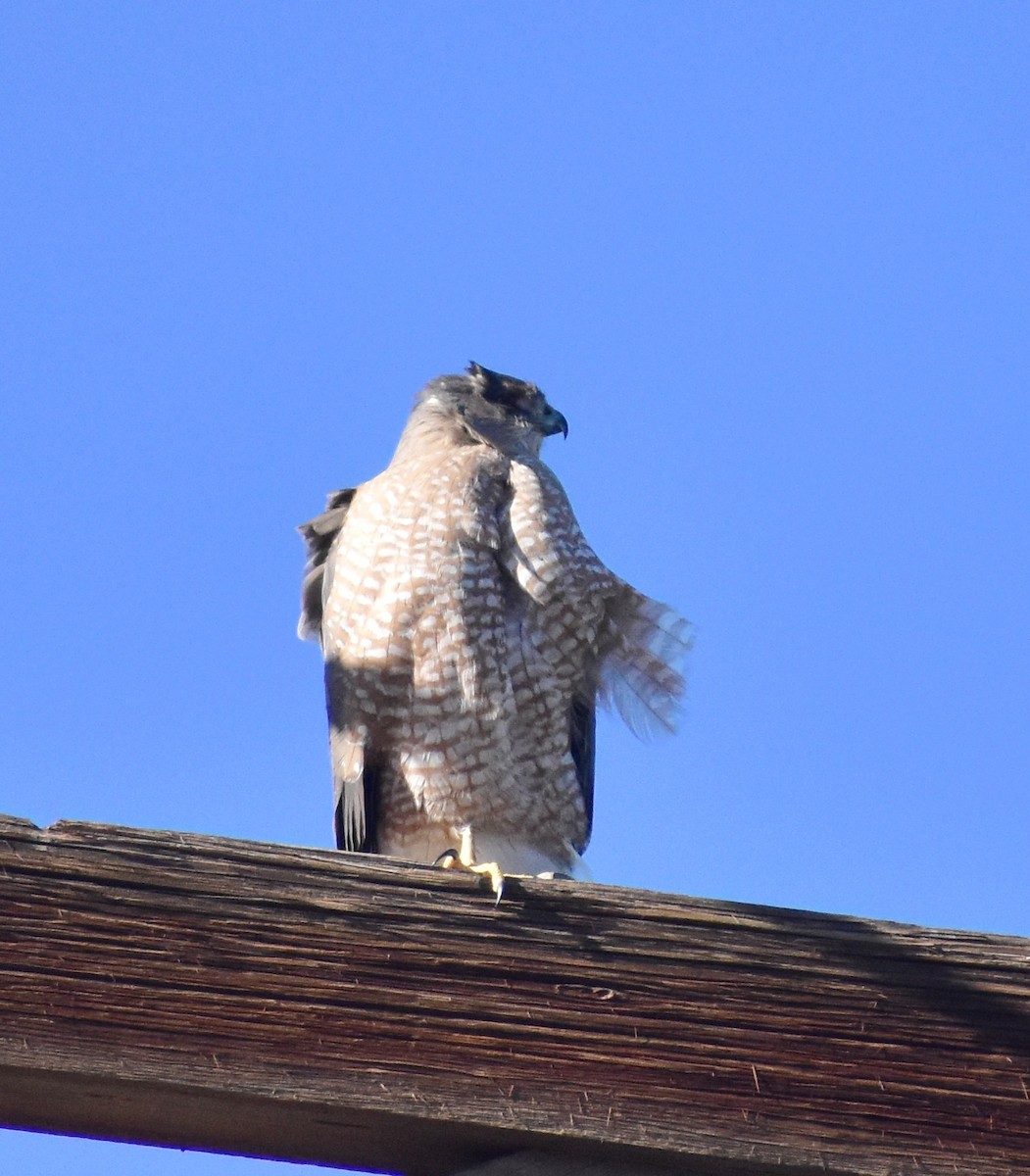 Cooper's Hawk - ML646592914