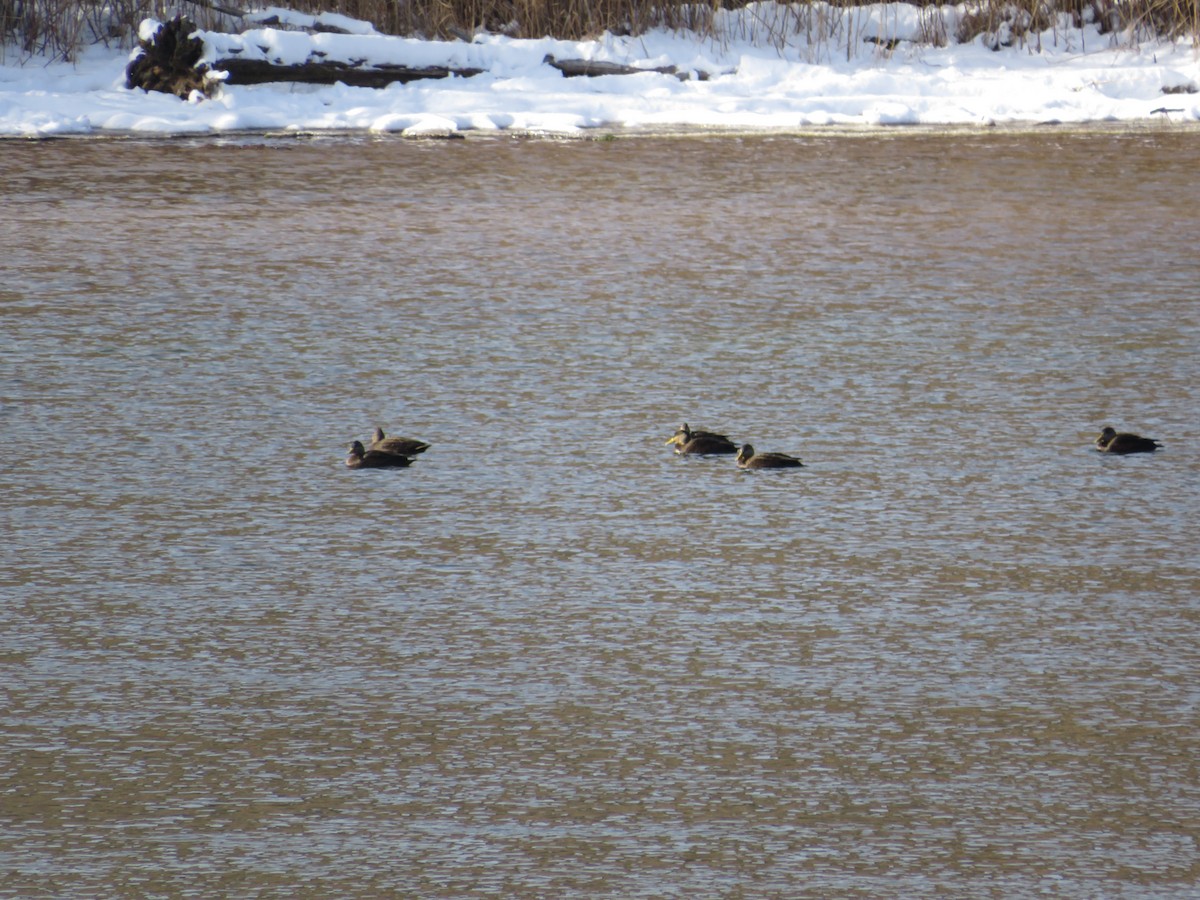 kachna tmavá - ML646592915