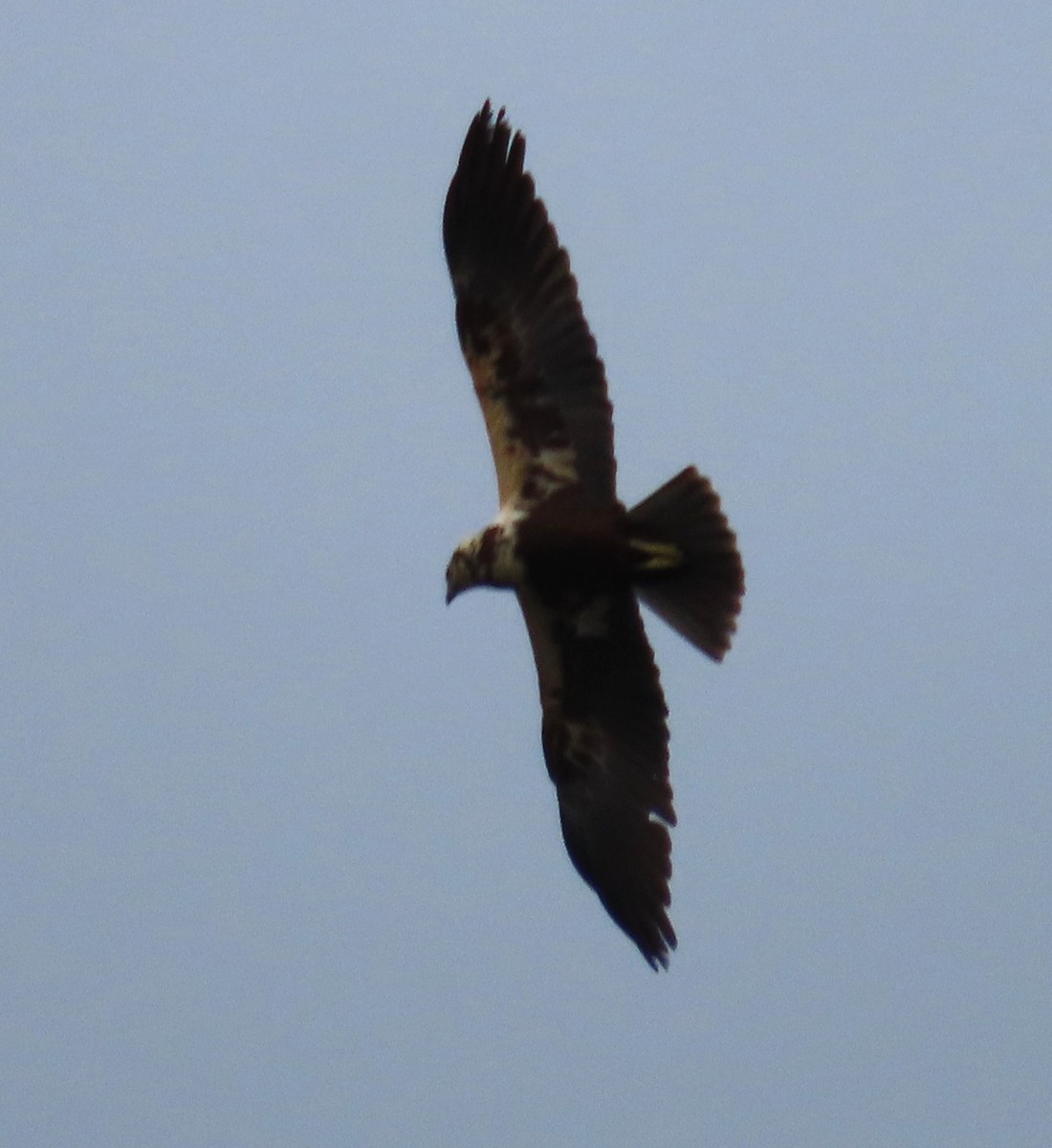 Busard des roseaux - ML646592916