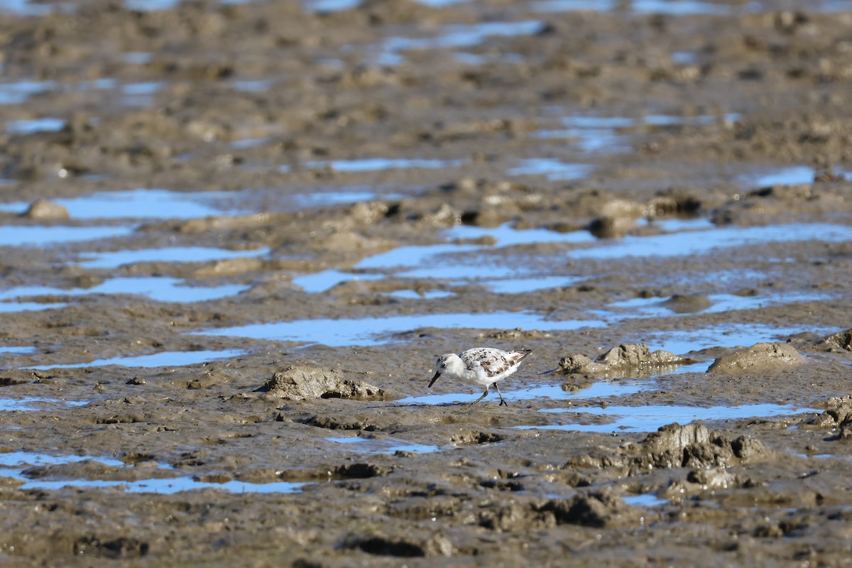 Песчанка - ML646592917