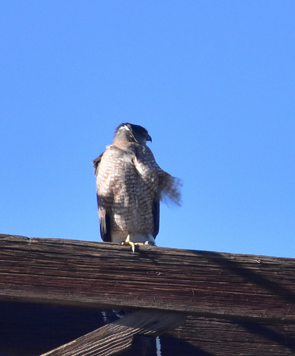 Cooper's Hawk - ML646592918