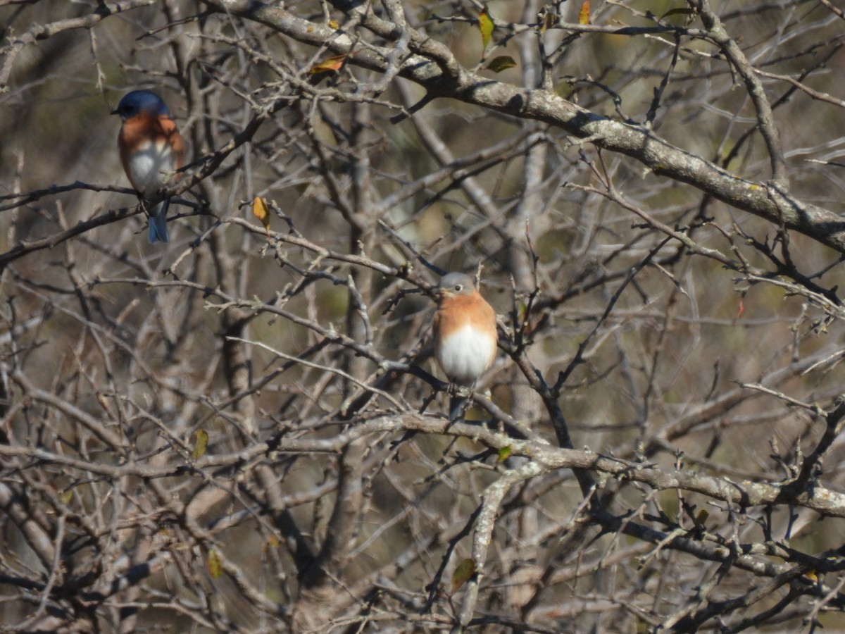 Azulejo Oriental - ML646592919