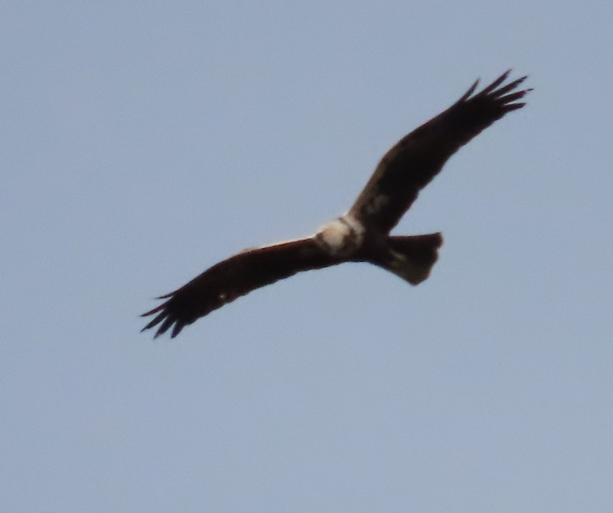 Busard des roseaux - ML646592920