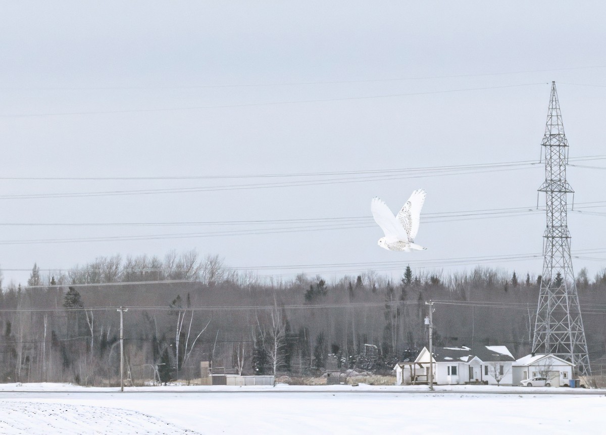 sovice sněžní - ML646592921