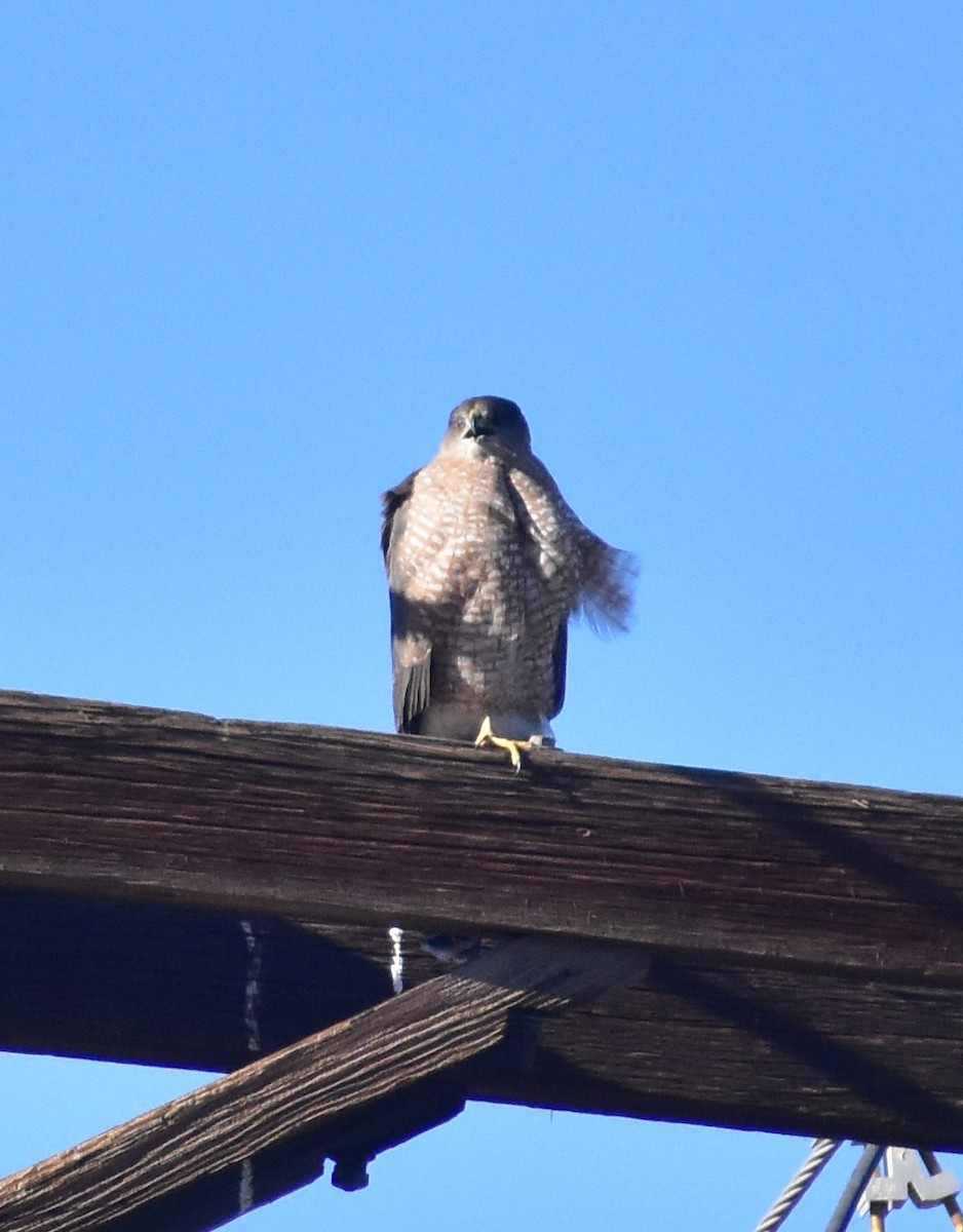 Cooper's Hawk - ML646592922
