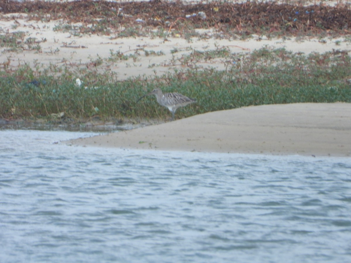 Eurasian Curlew - ML646592926