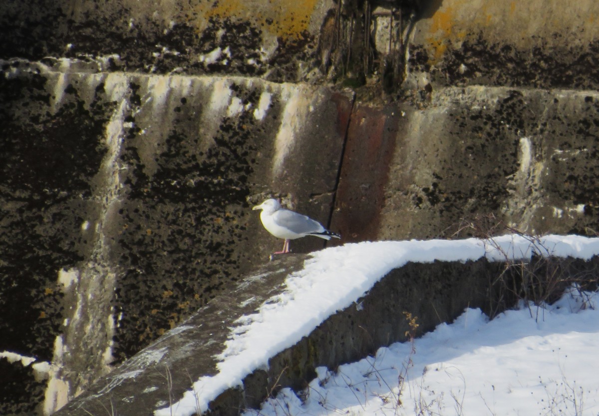 racek americký - ML646592928