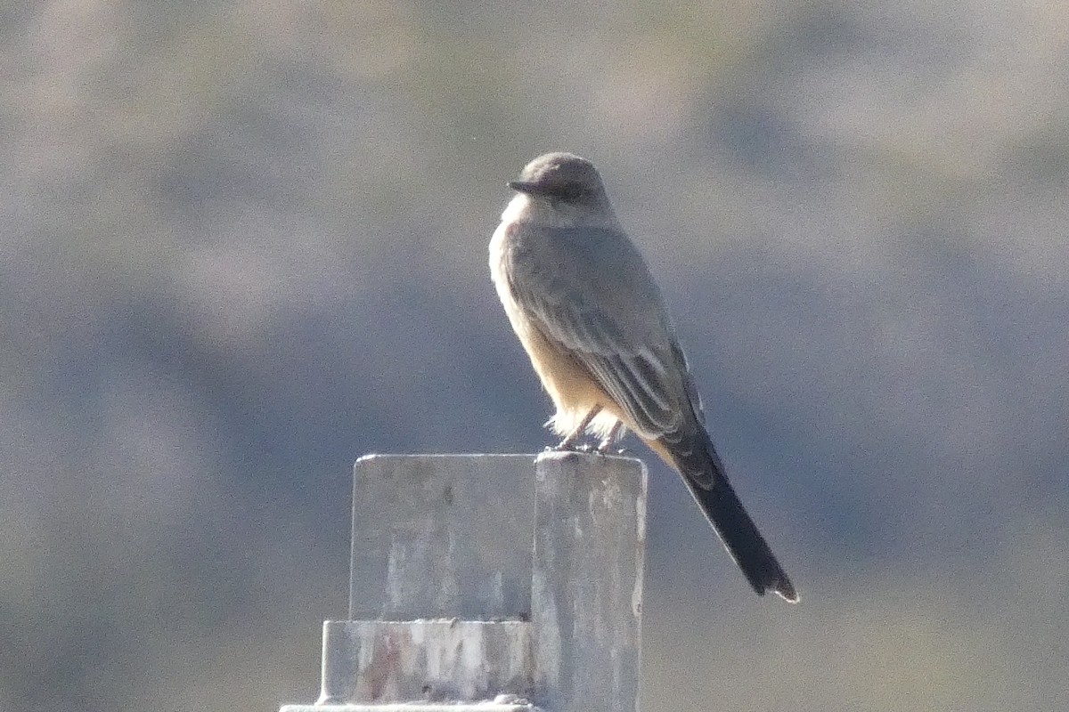 Say's Phoebe - ML646592930