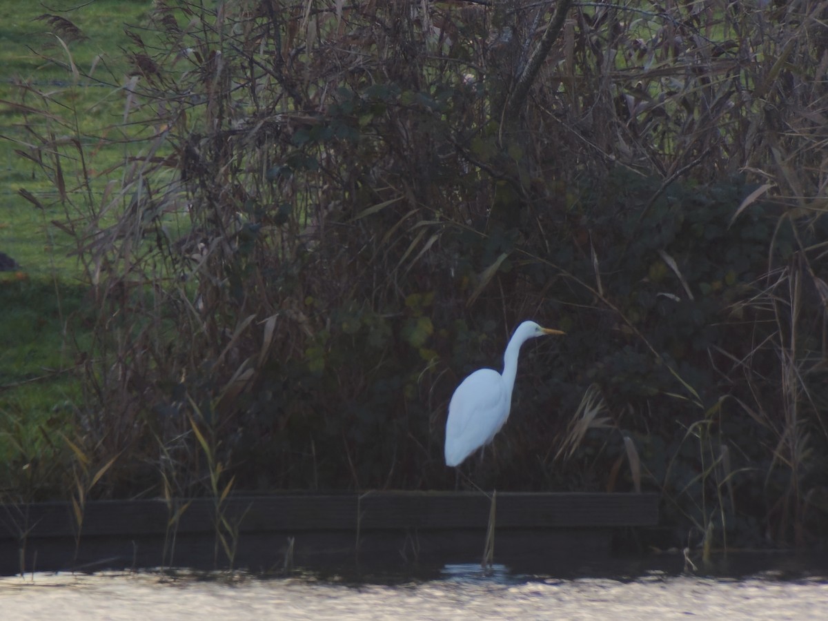 volavka bílá (ssp. alba) - ML646592932