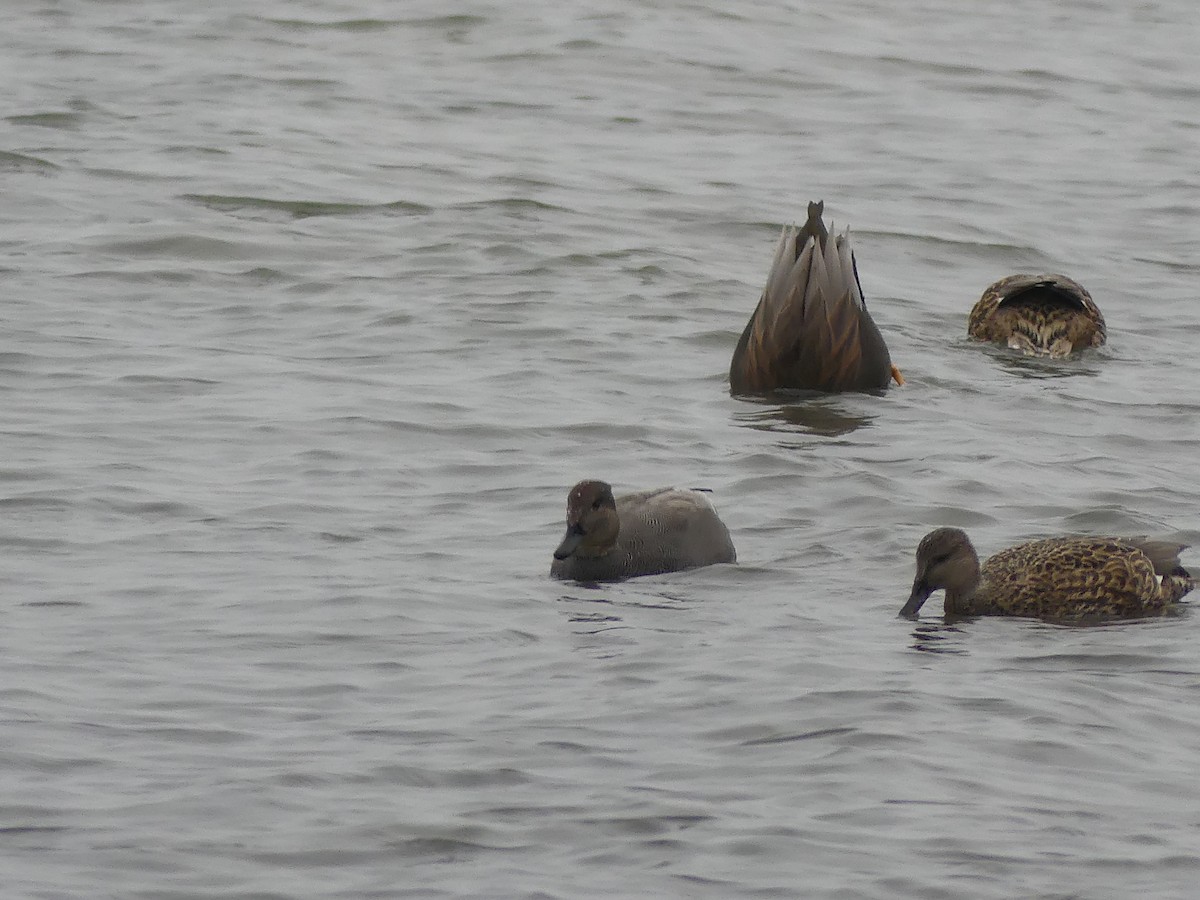 Canapiglia - ML646592934