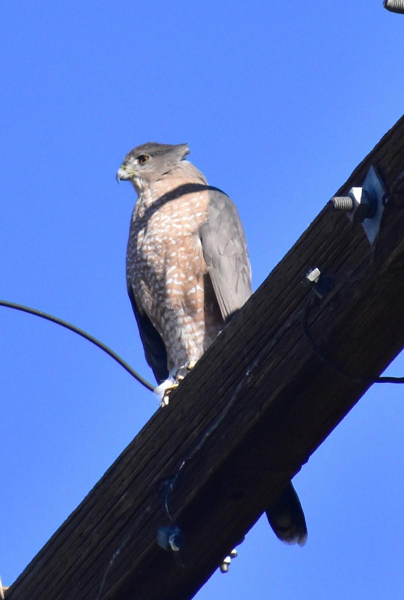 Cooper's Hawk - ML646592935