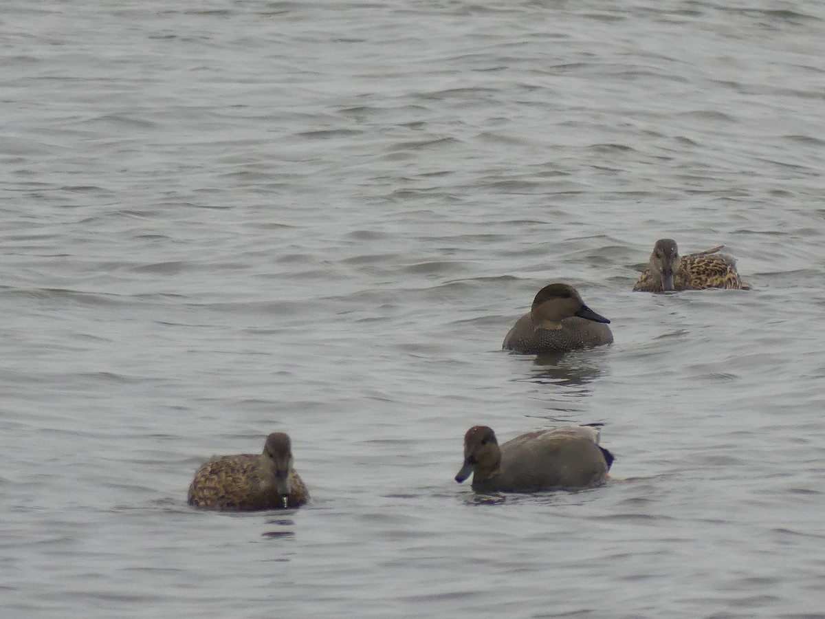 Canapiglia - ML646592936