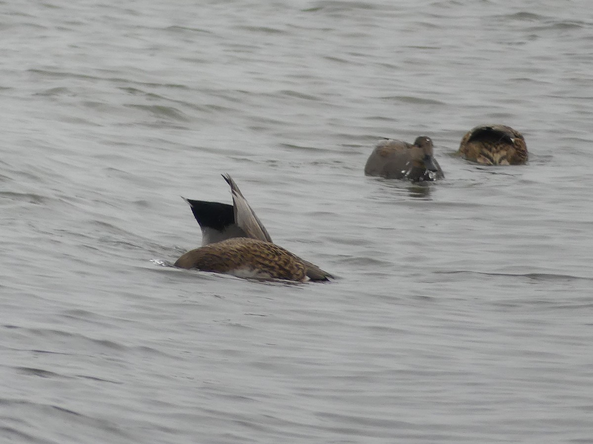 Canapiglia - ML646592937