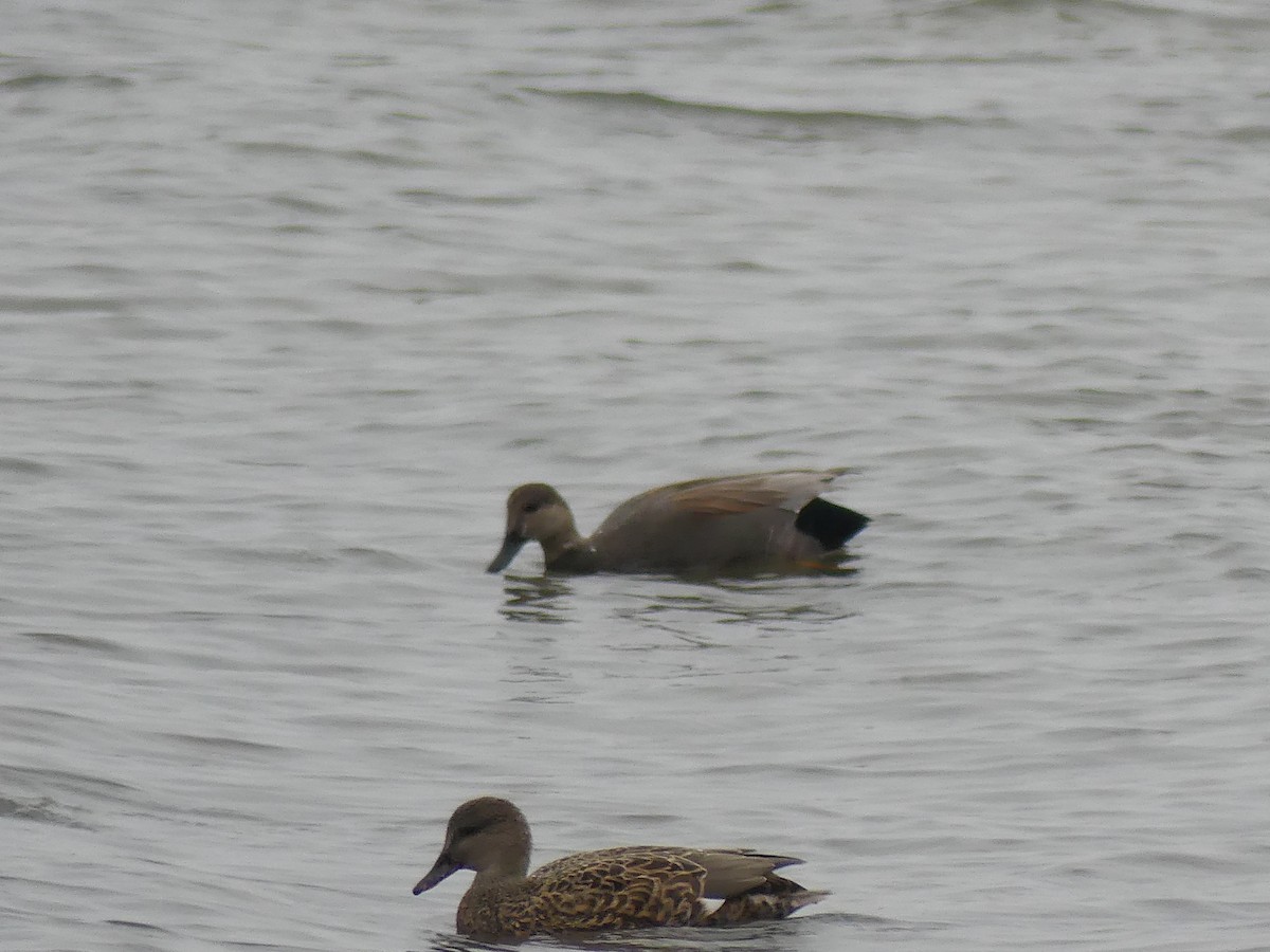 Canapiglia - ML646592939