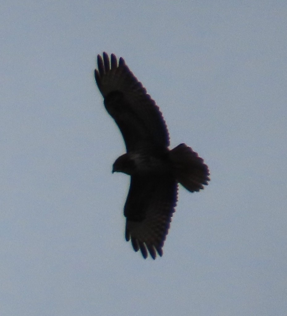 Buse variable - ML646592940