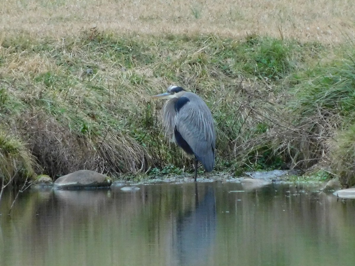 Great Blue Heron - ML646592942