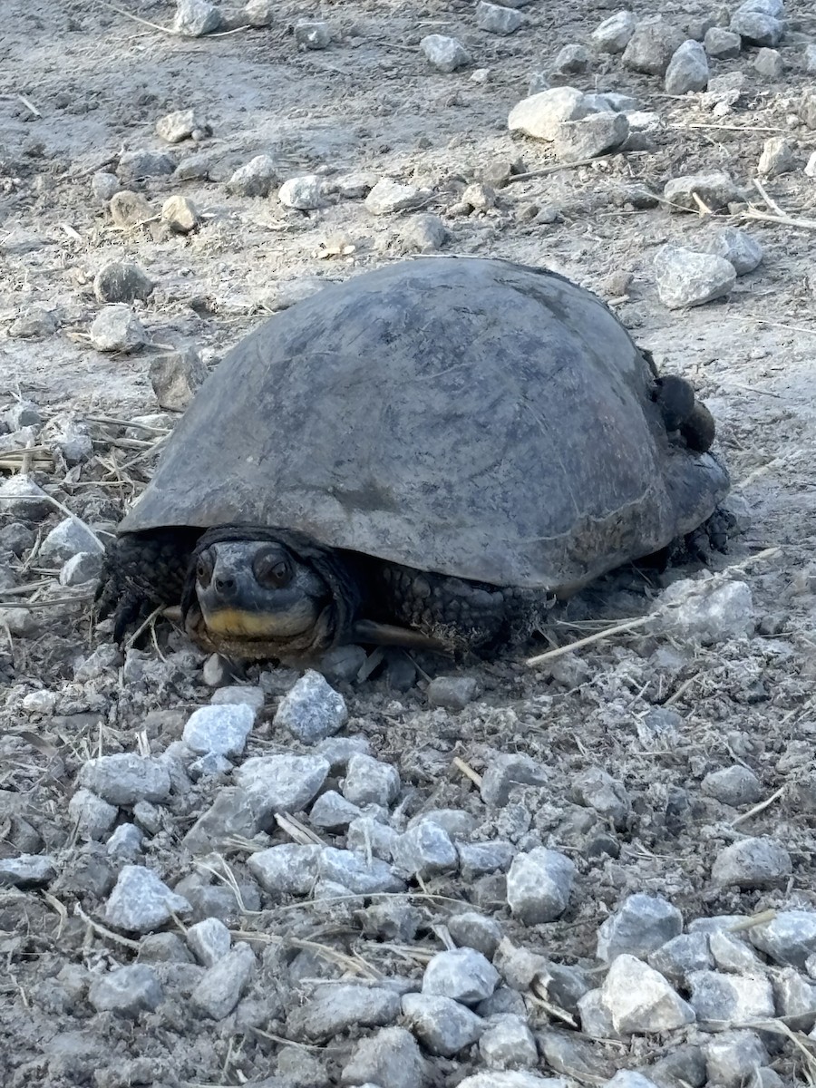Blanding's Turtle - ML646592945