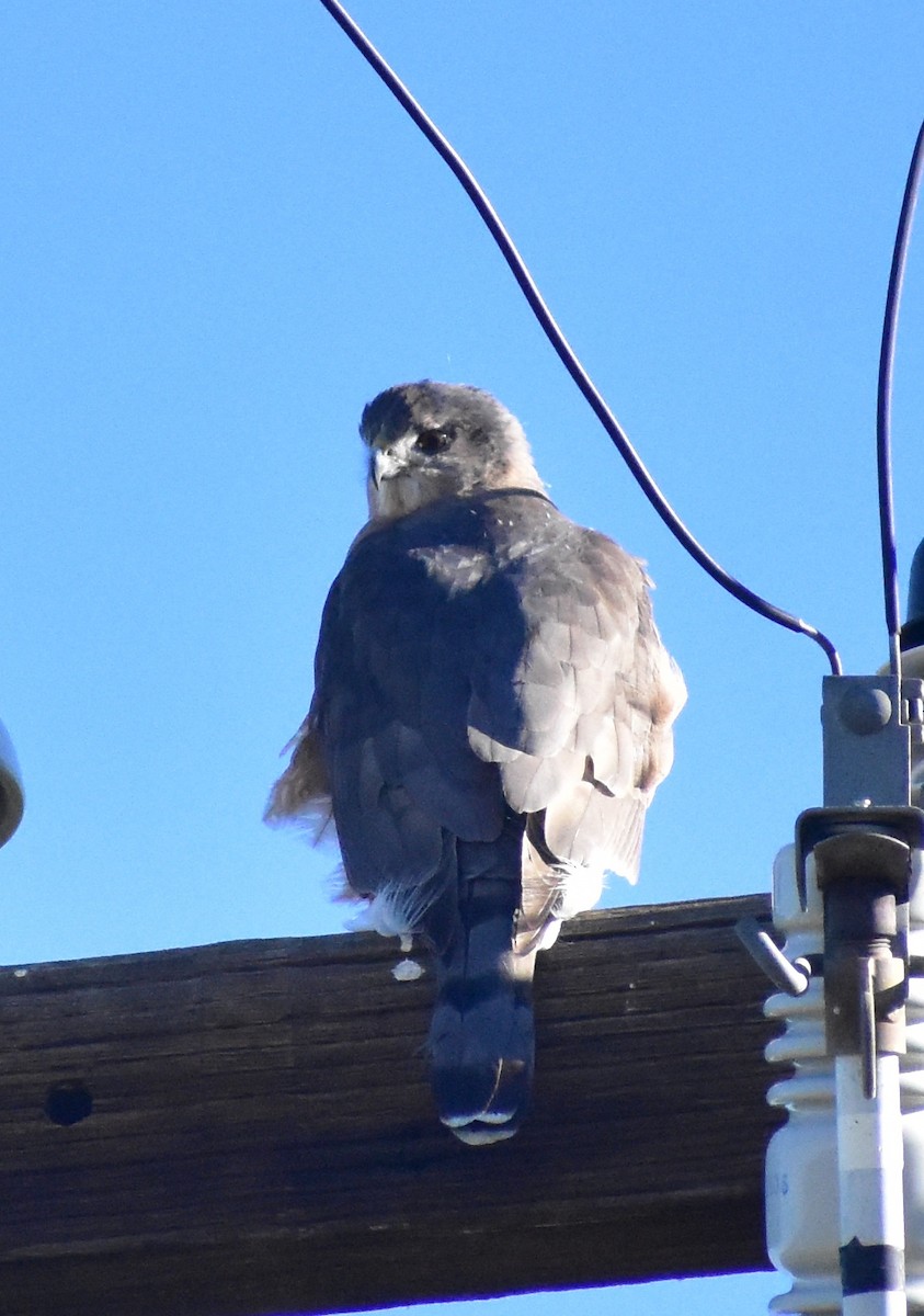 Cooper's Hawk - ML646592951