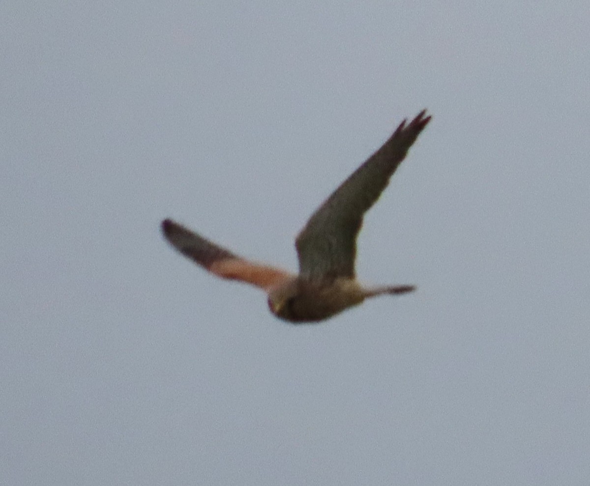 Faucon crécerelle - ML646592952