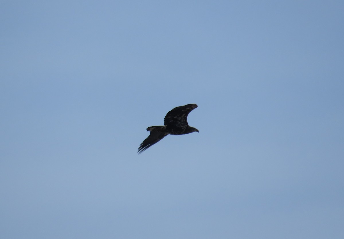 Pygargue à tête blanche - ML646592953