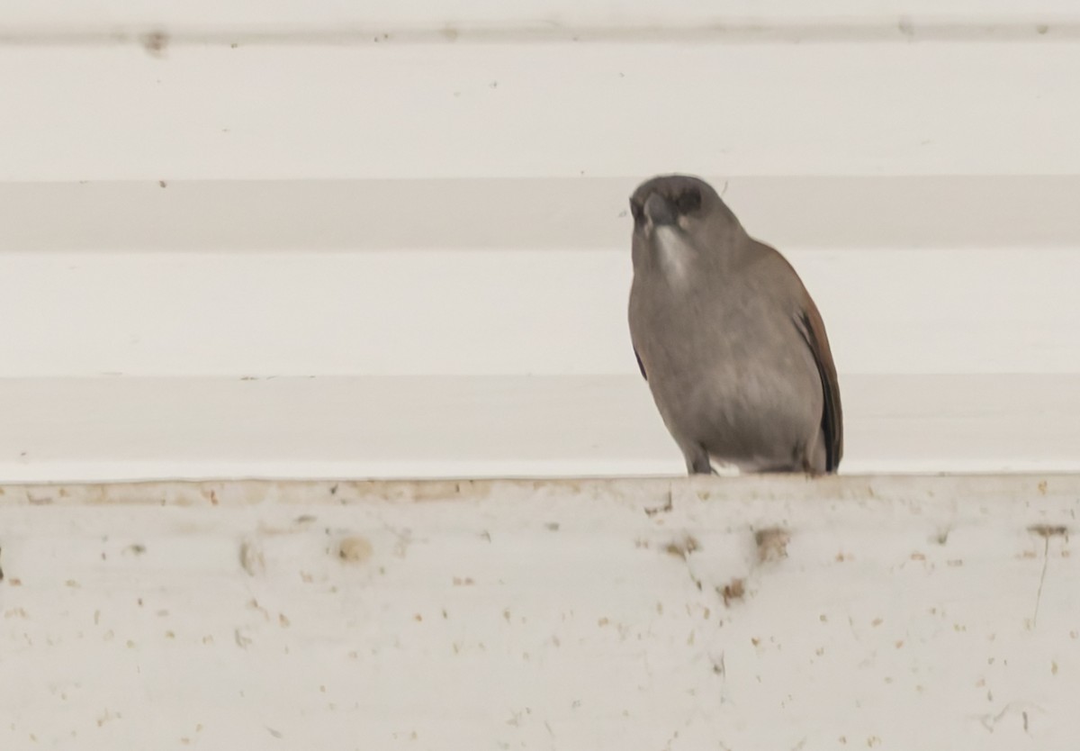 Graukopfsperling - ML646592954