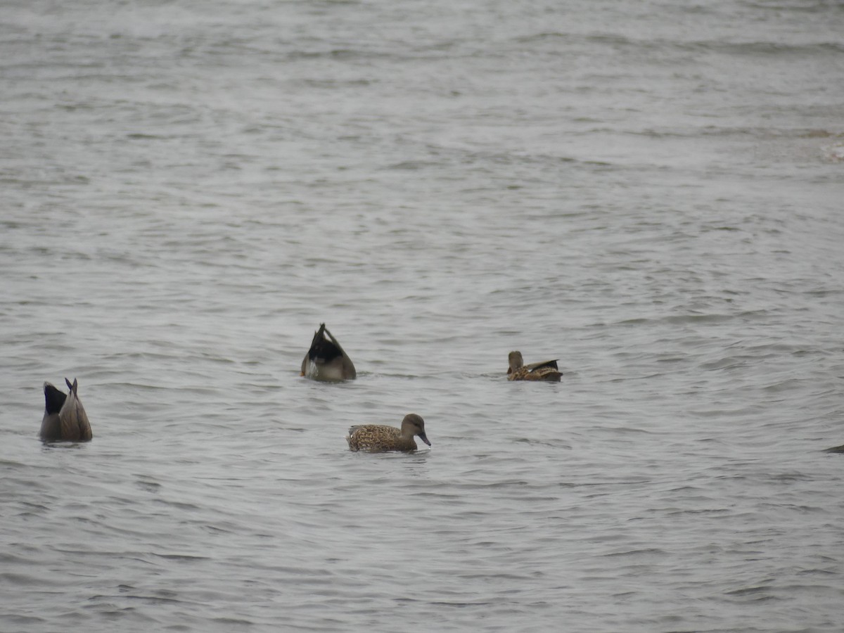 Germano reale - ML646592957