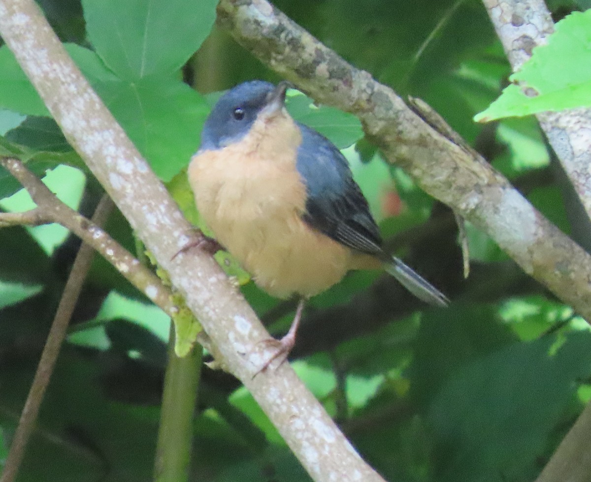 Rusty Flowerpiercer - ML646592958
