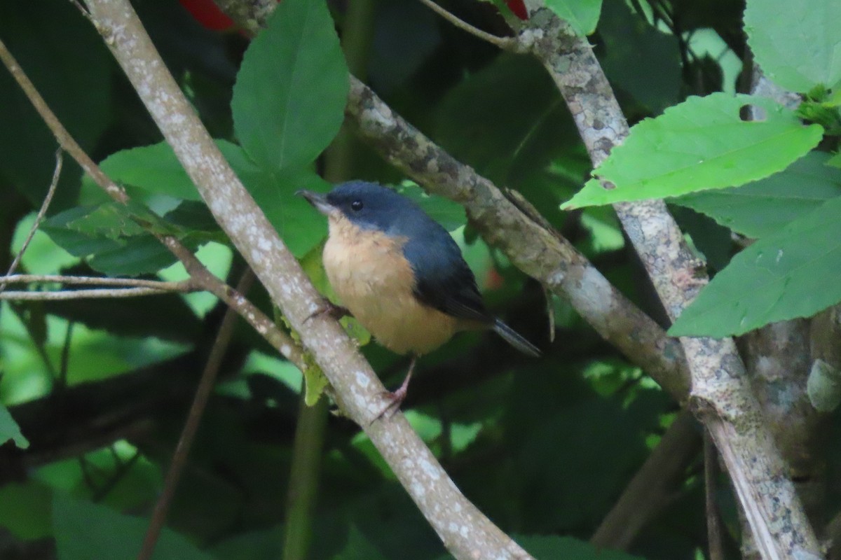 Rusty Flowerpiercer - ML646592959