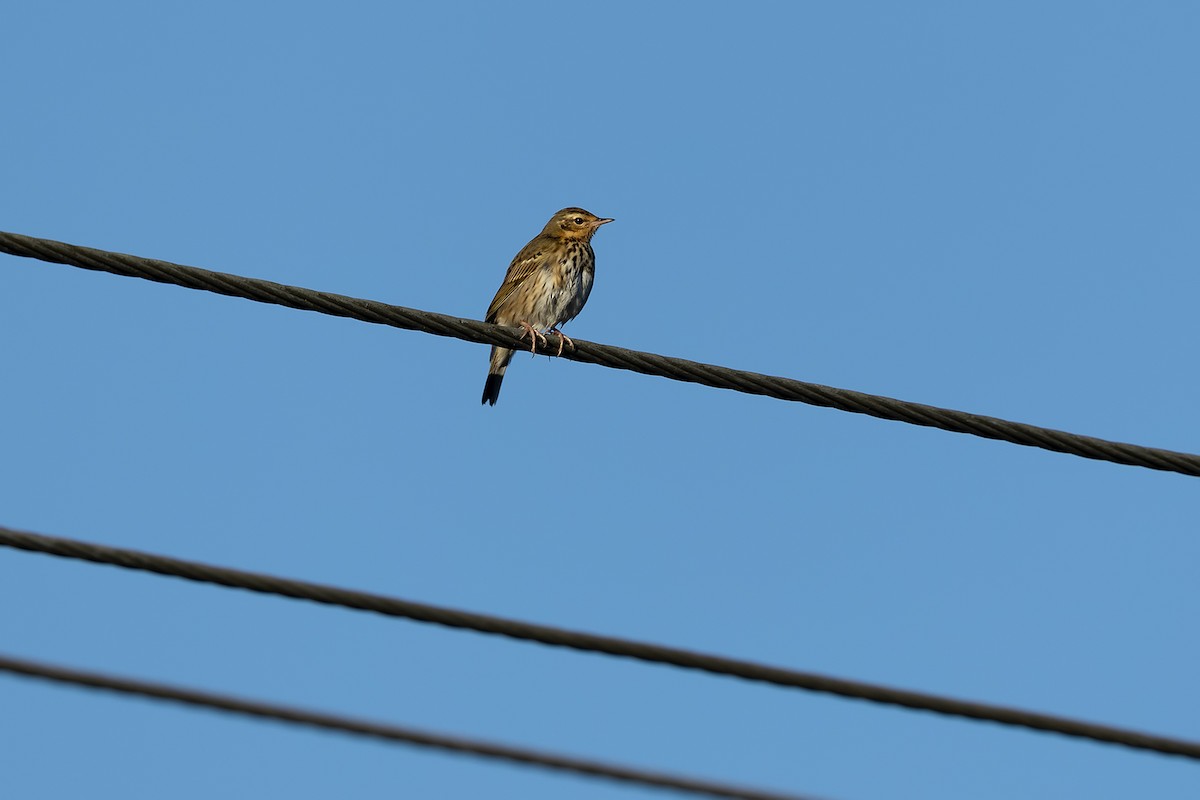 Olive-backed Pipit - ML646592960