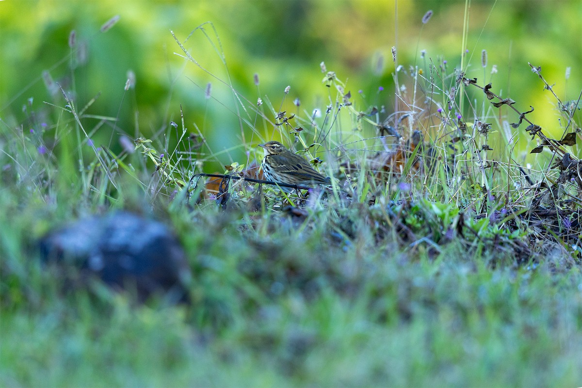 Olive-backed Pipit - ML646592961