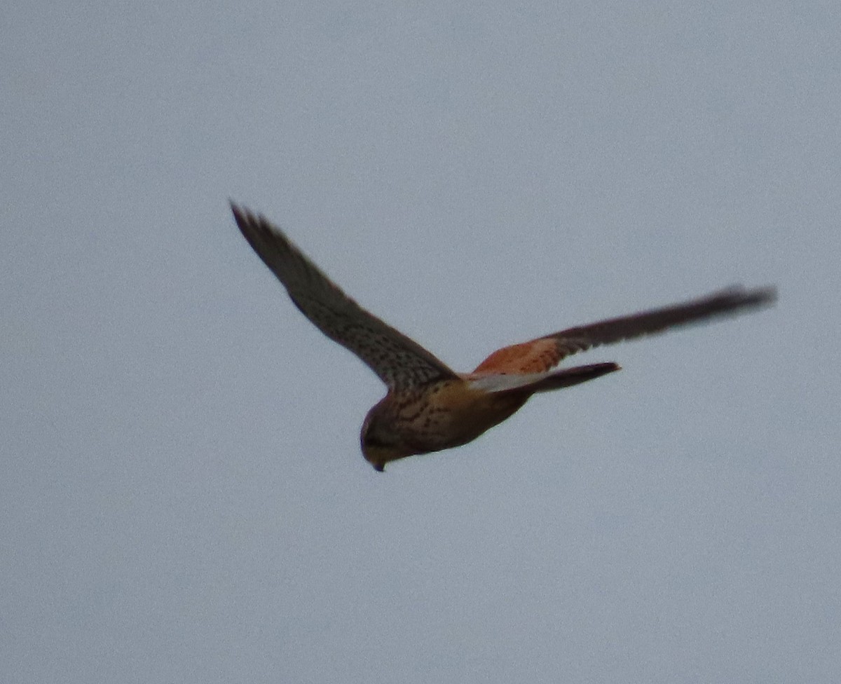 Faucon crécerelle - ML646592962