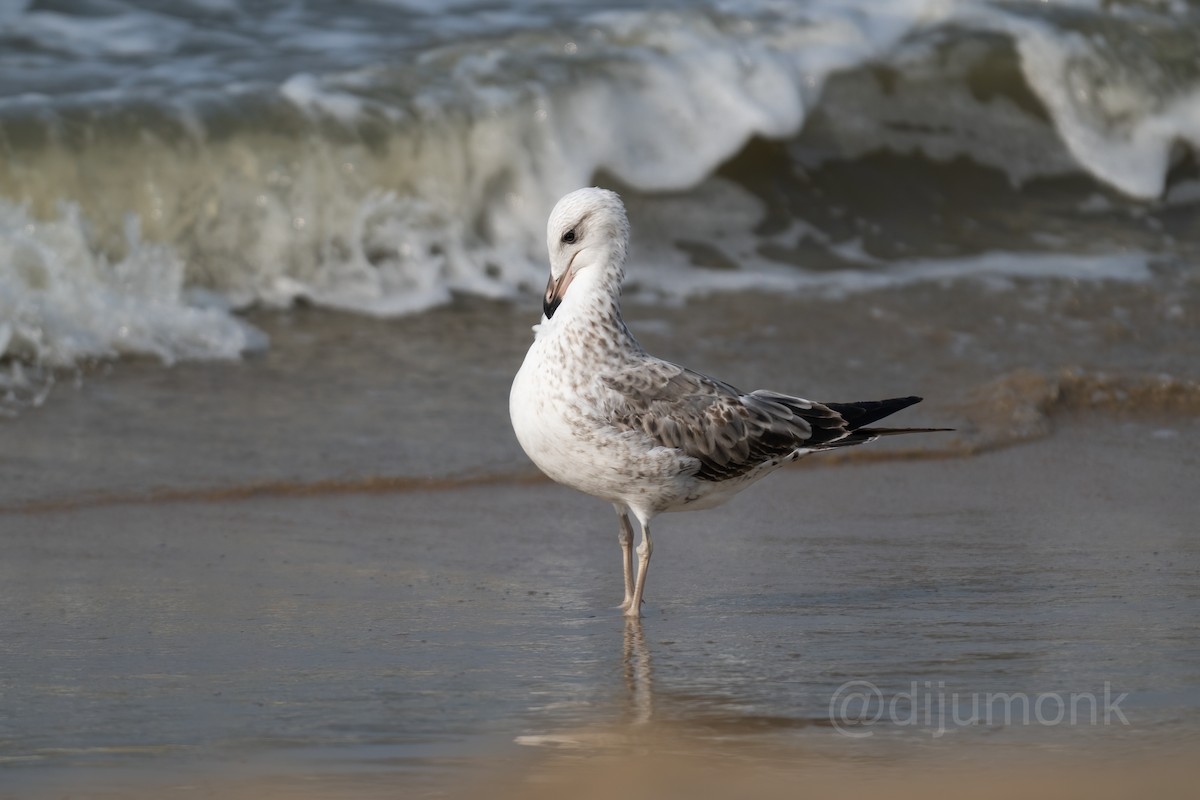 Lesser Black-backed Gull - ML646592969