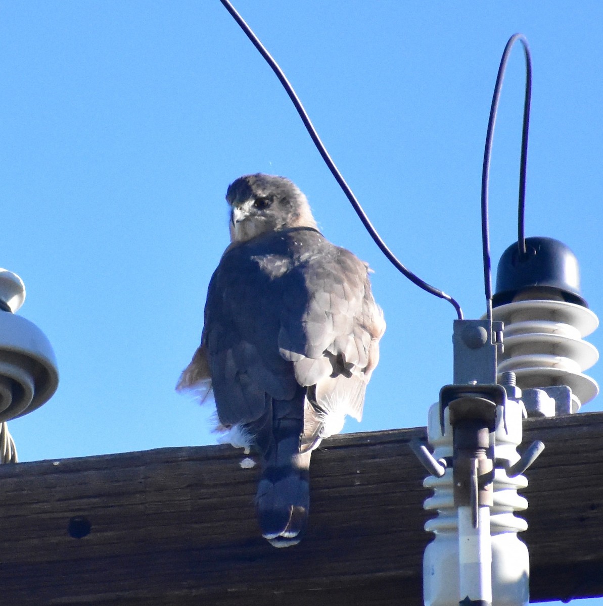 Cooper's Hawk - ML646592970