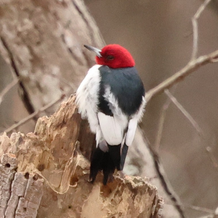 Red-headed Woodpecker - ML646592973