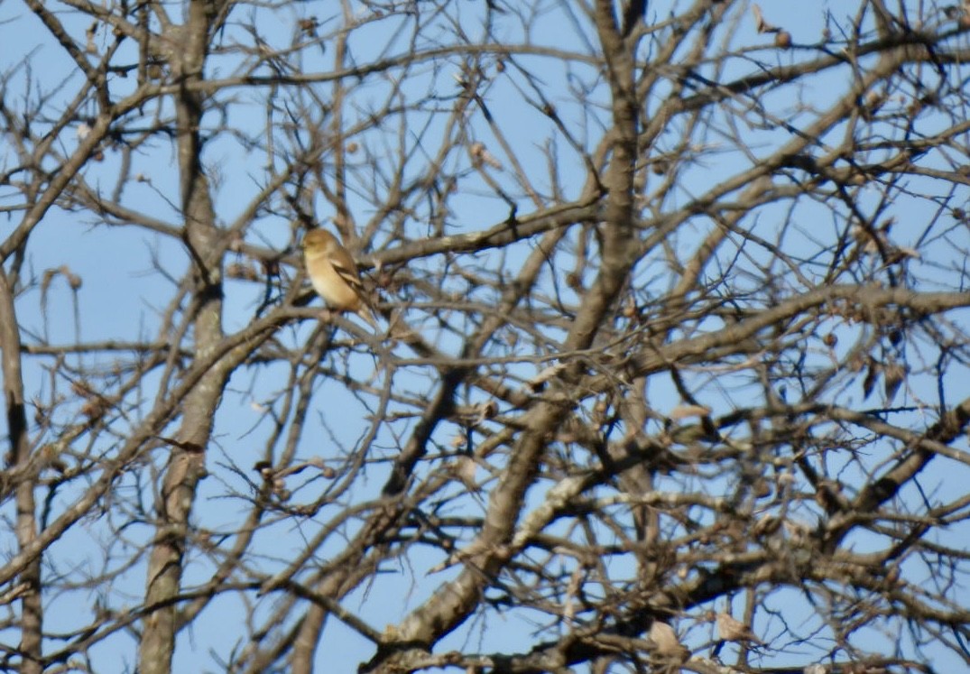 American Goldfinch - ML646592975