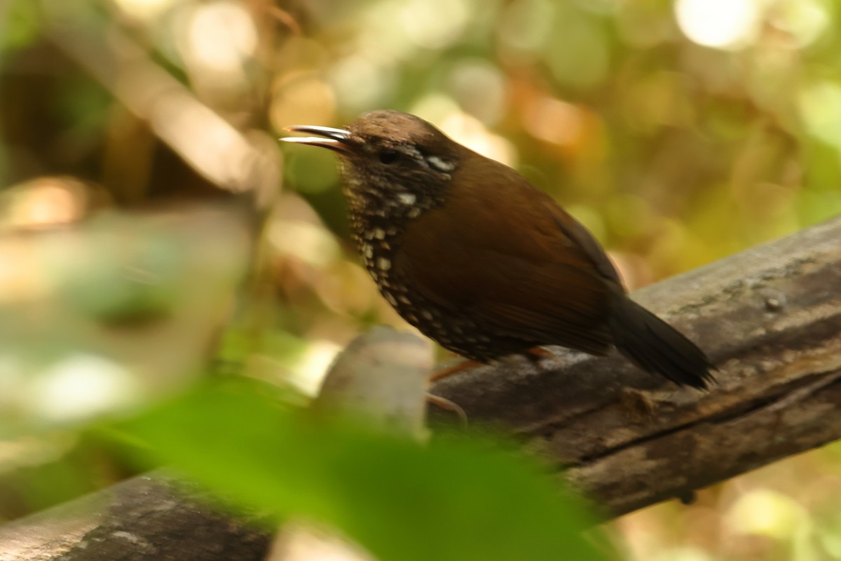 Sharp-tailed Streamcreeper - ML646592977