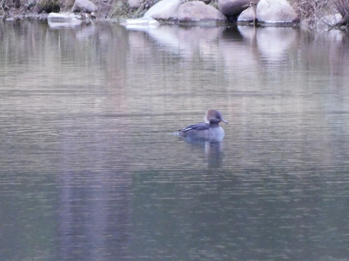 Hooded Merganser - ML646592978