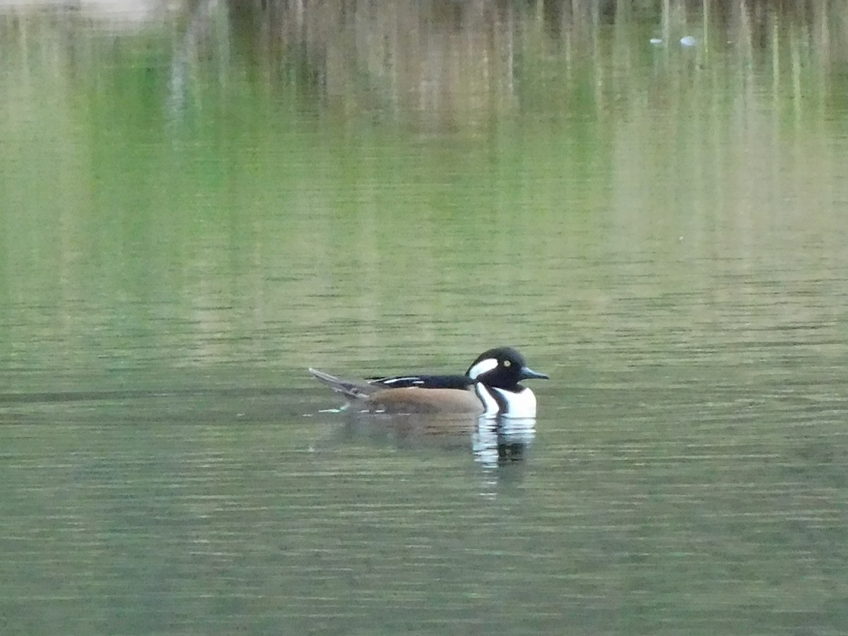 Hooded Merganser - ML646592979