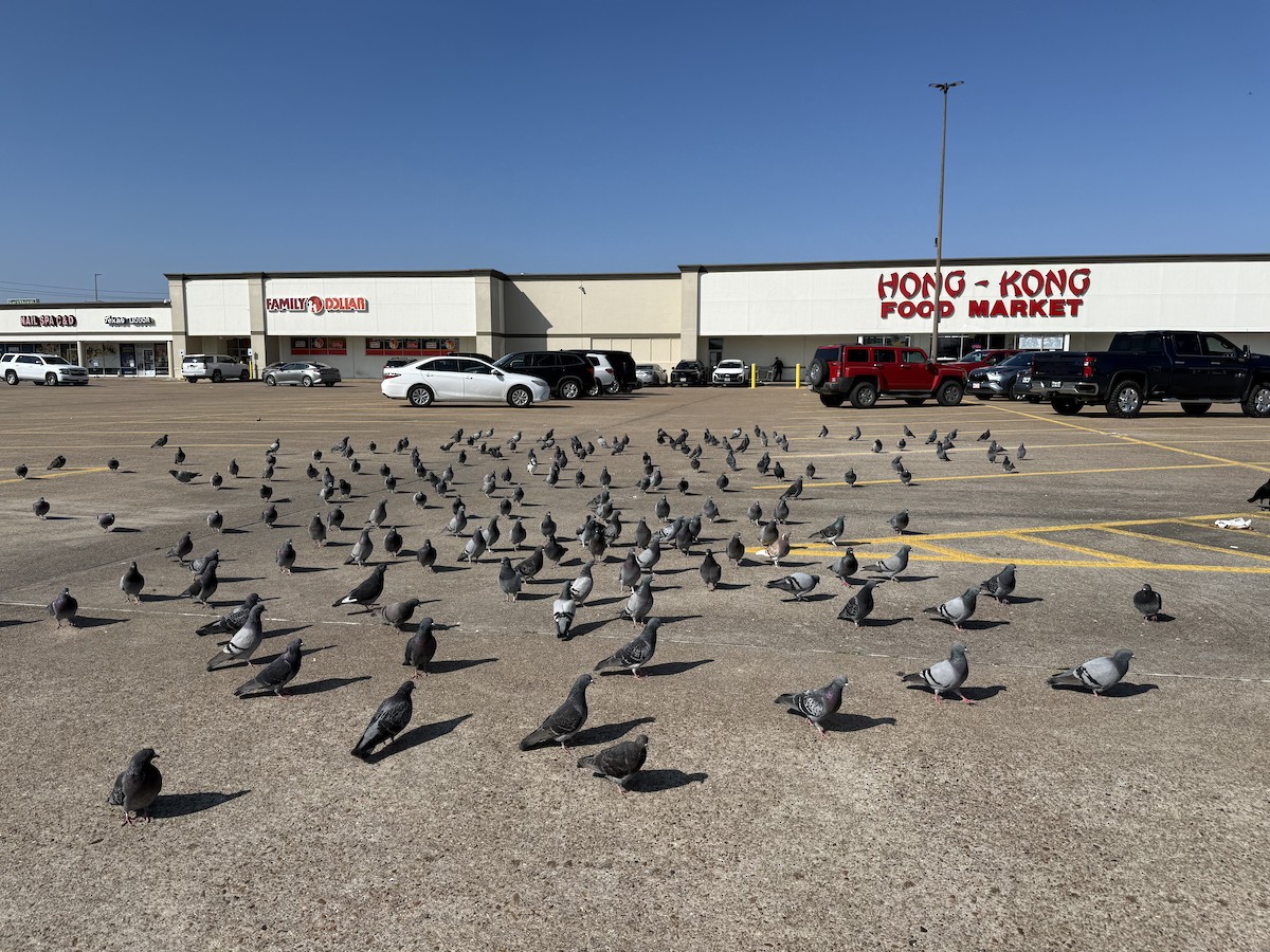 Felsentaube (Straßentaube) - ML646592982