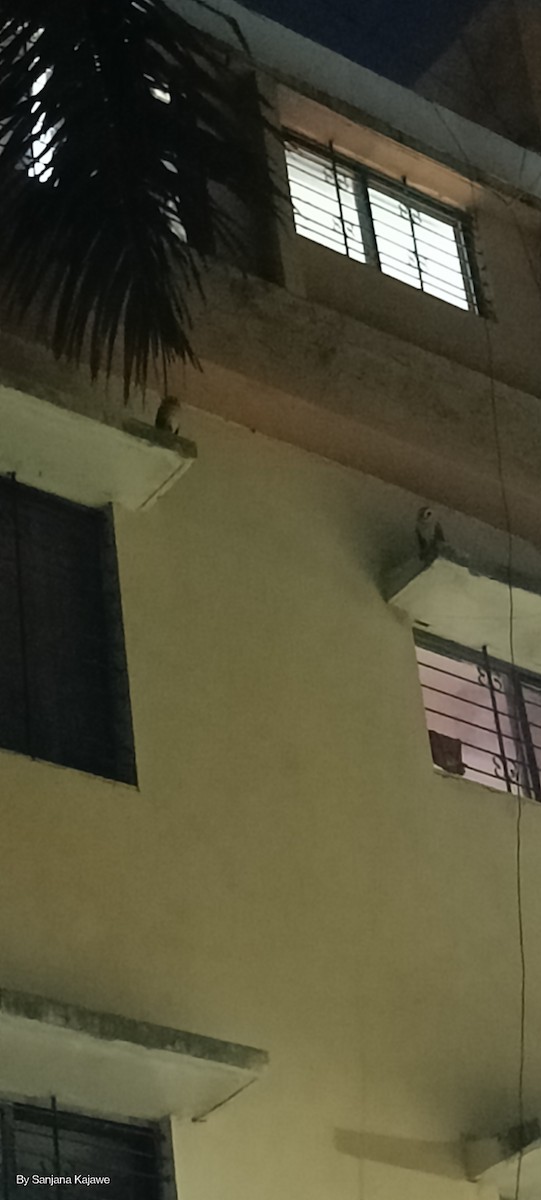 Eastern Barn Owl - ML646592986