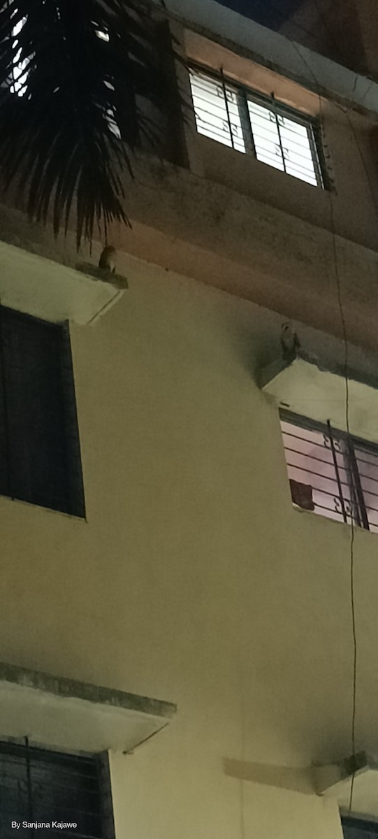 Eastern Barn Owl - ML646592988