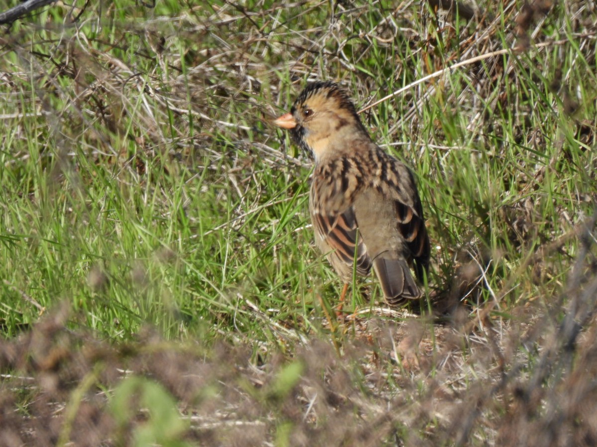 Harris's Sparrow - ML646592992