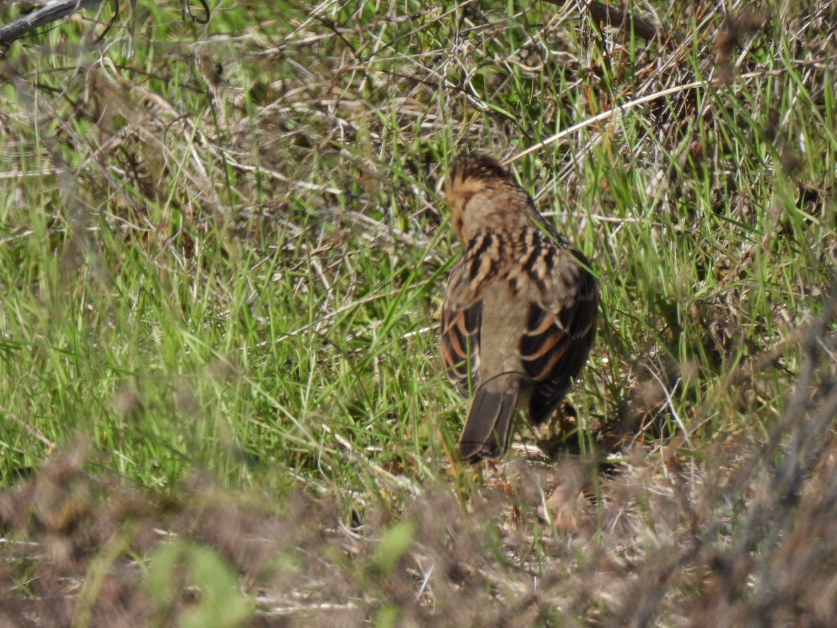 Harris's Sparrow - ML646592993