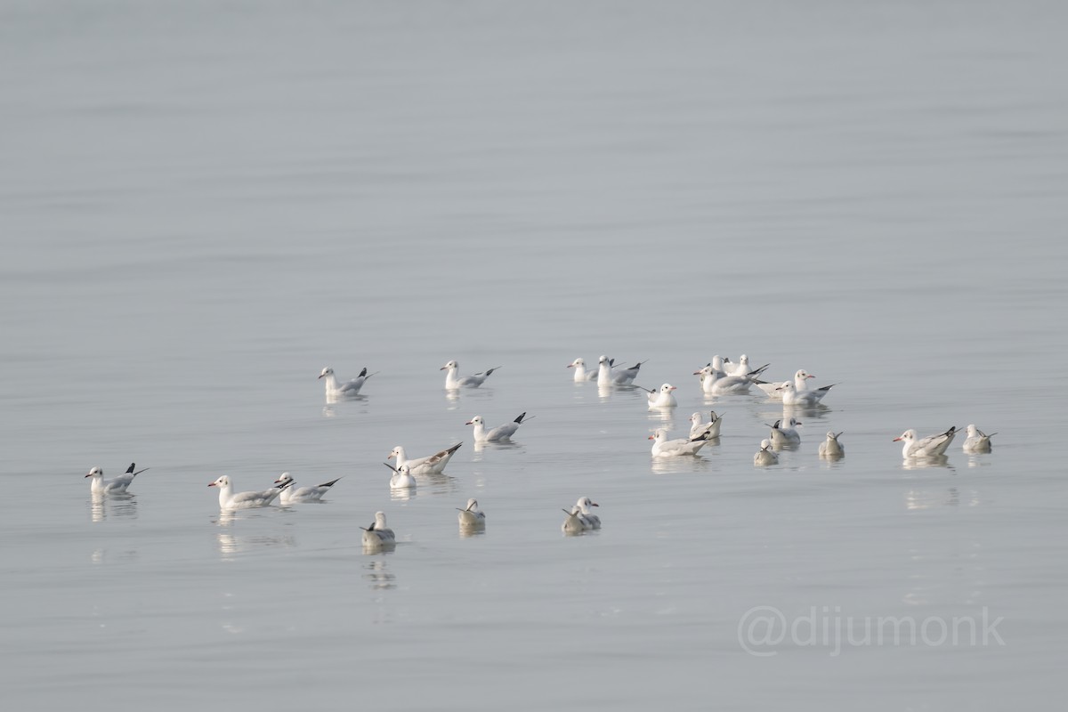Black-headed Gull - ML646592994