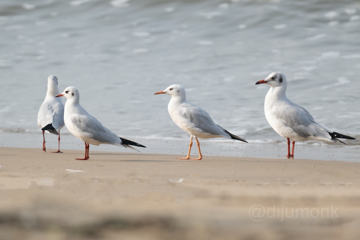 Black-headed Gull - ML646592995