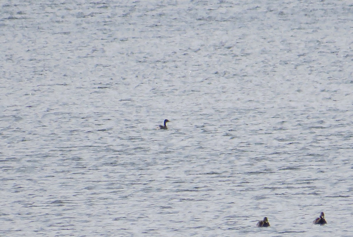 potápka rudokrká - ML646592996