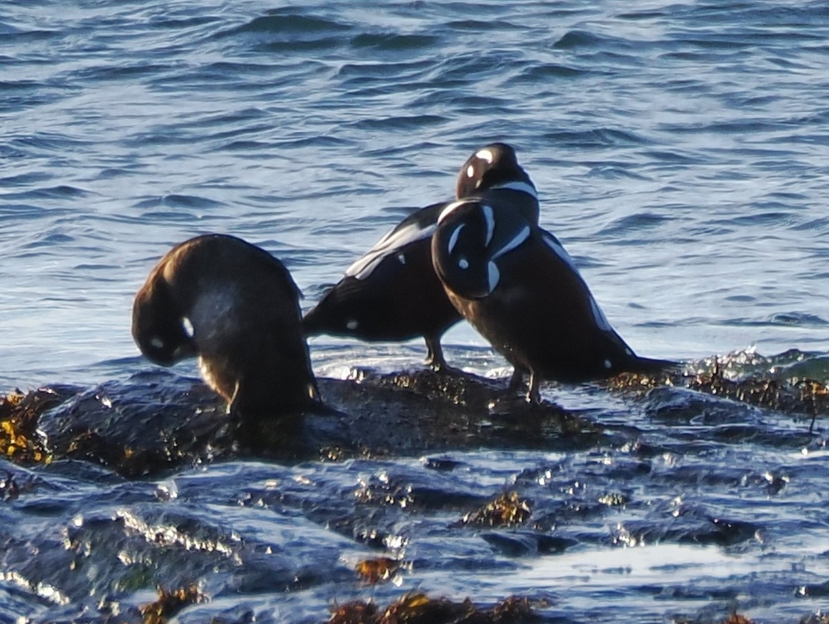 Palyaço Ördeği - ML646592999