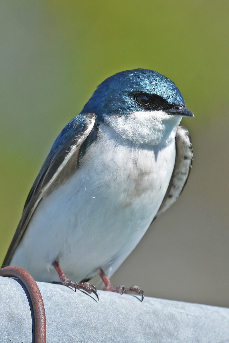 Tree Swallow - ML646593000
