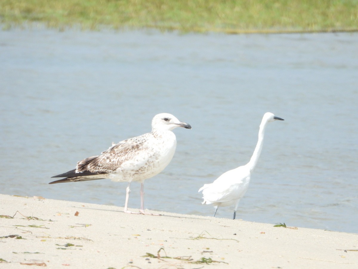 Lesser Black-backed Gull - ML646593002