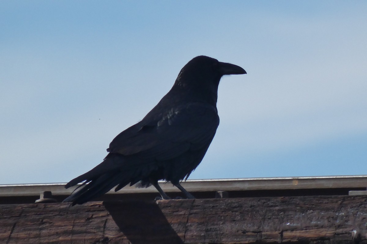 Chihuahuan Raven - ML646593004